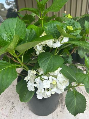 Hydrangea White 8 L Pot Size