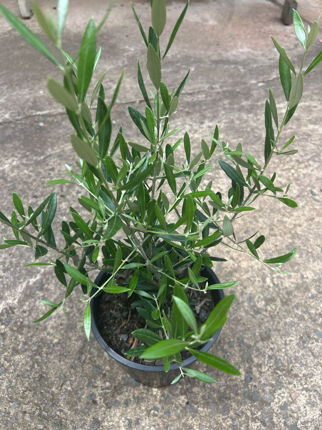 Olea Europea 4 L Pot Size