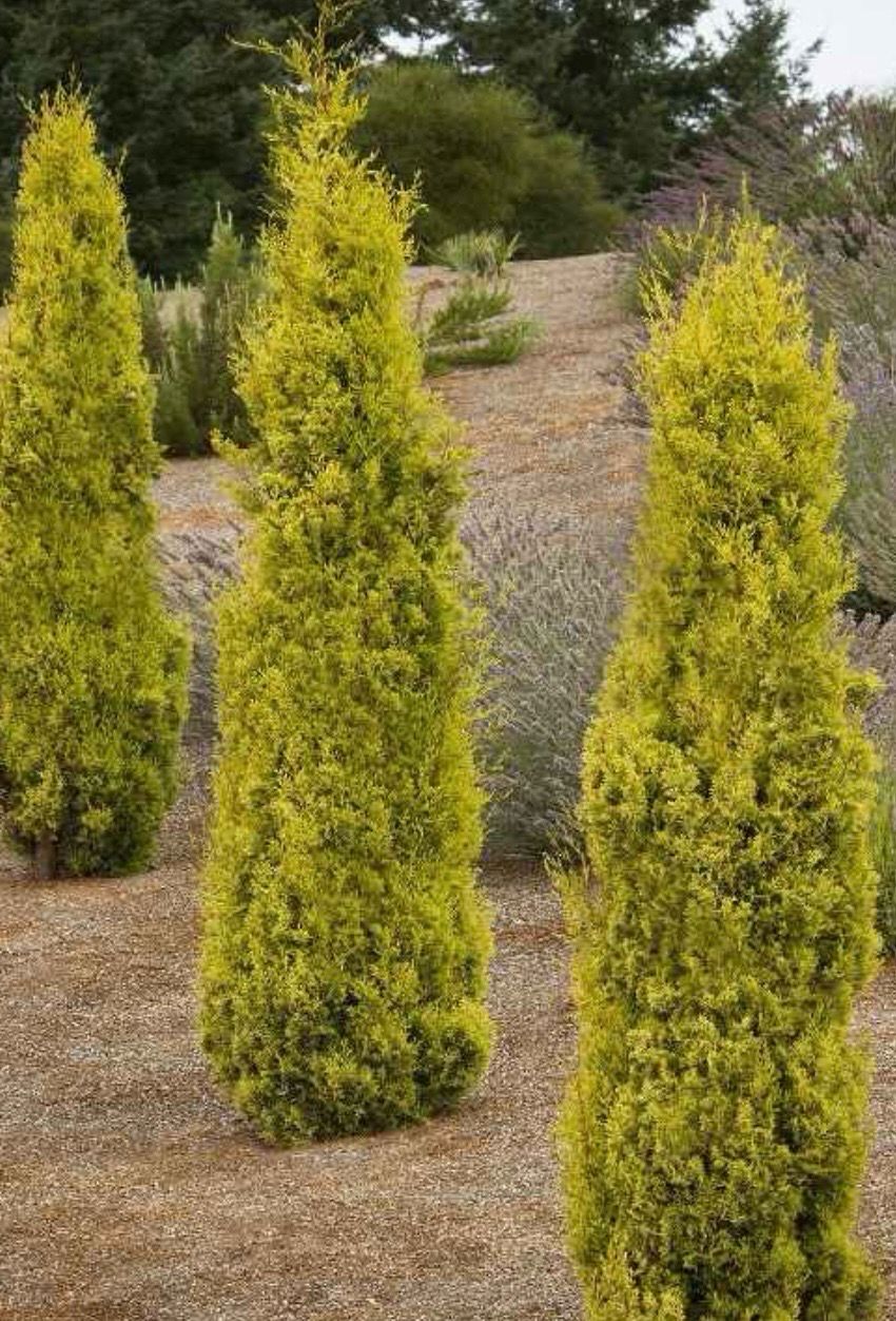 Cupressus Swanes Gold 5 L Pot