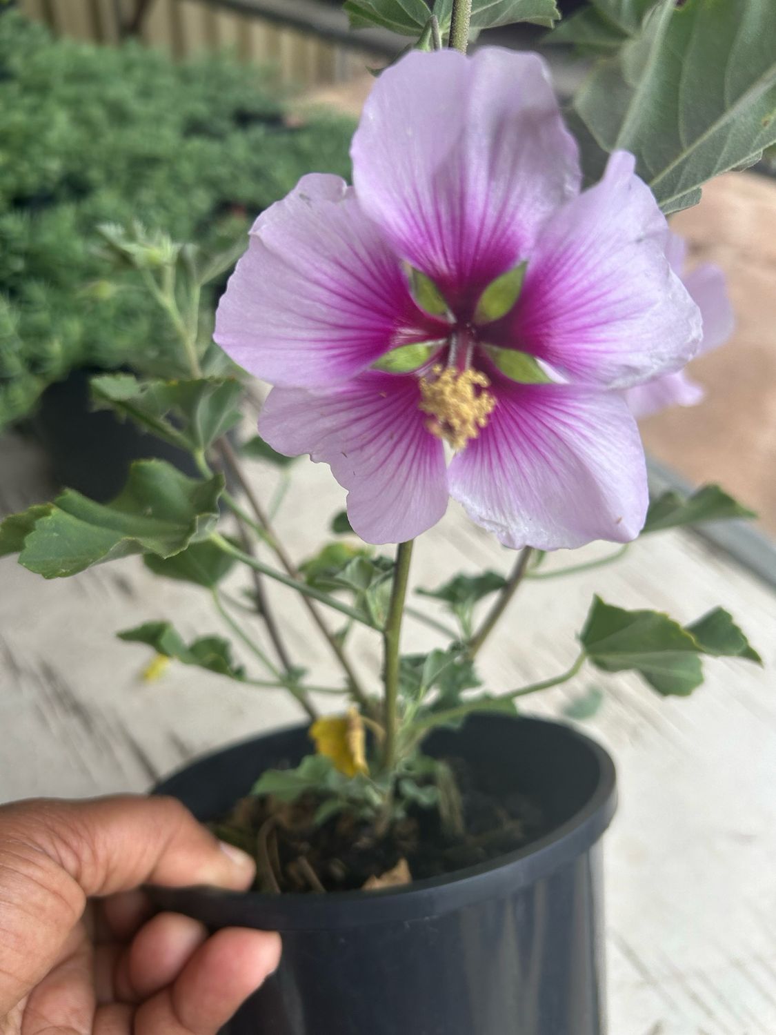 Lavatera Maritima 1.4 L Pot
