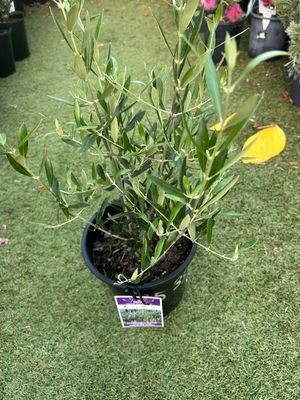 Olea Europa Dwarf 4 L Pot