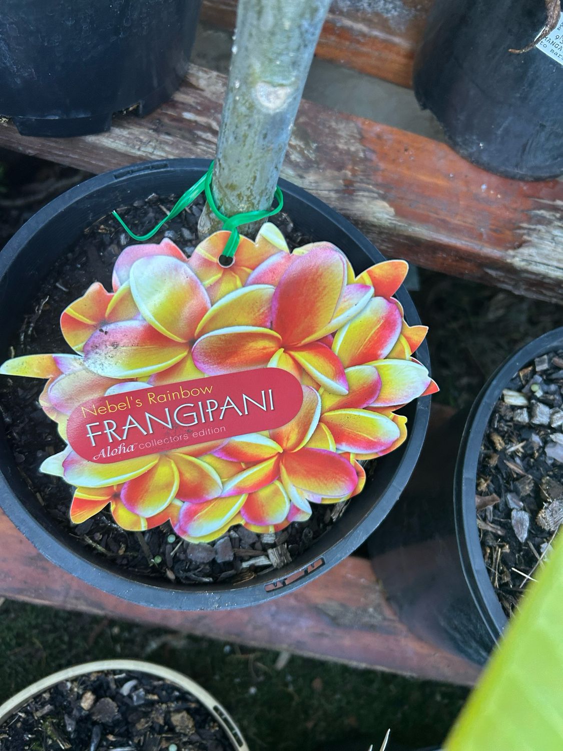 Plumeria Nebels Rainbow 5L Pot