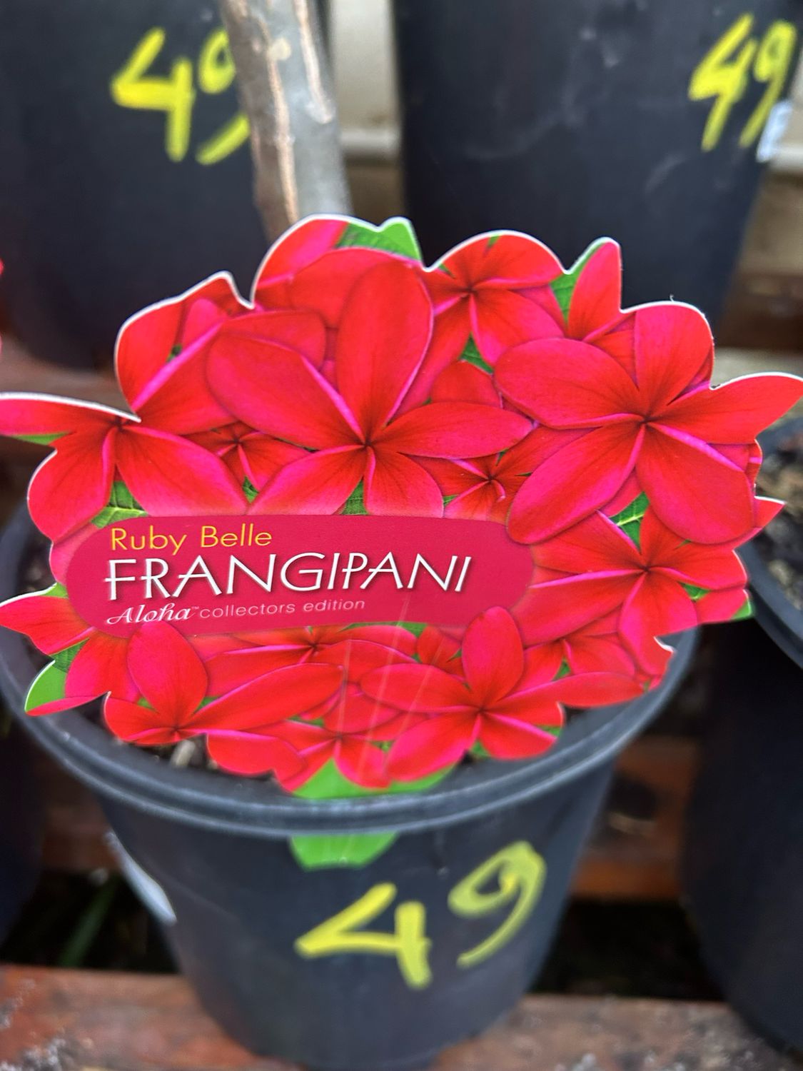 Plumeria Ruby Belle 5 L Pot