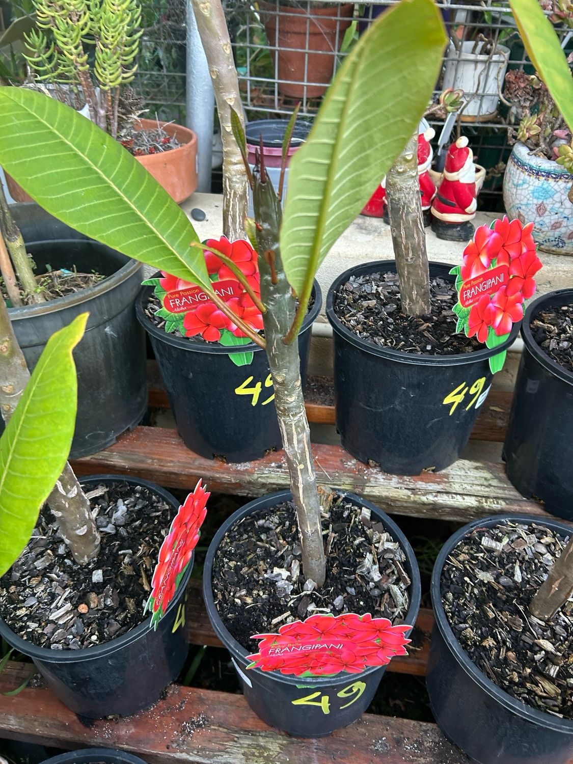 Plumeria Big Blood Red 4 L Pot