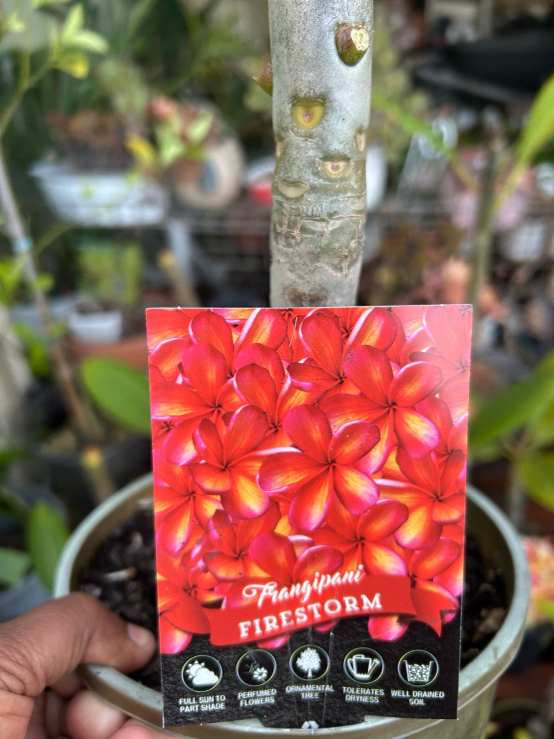 Plumeria Fire Storm 4 L Pot Size