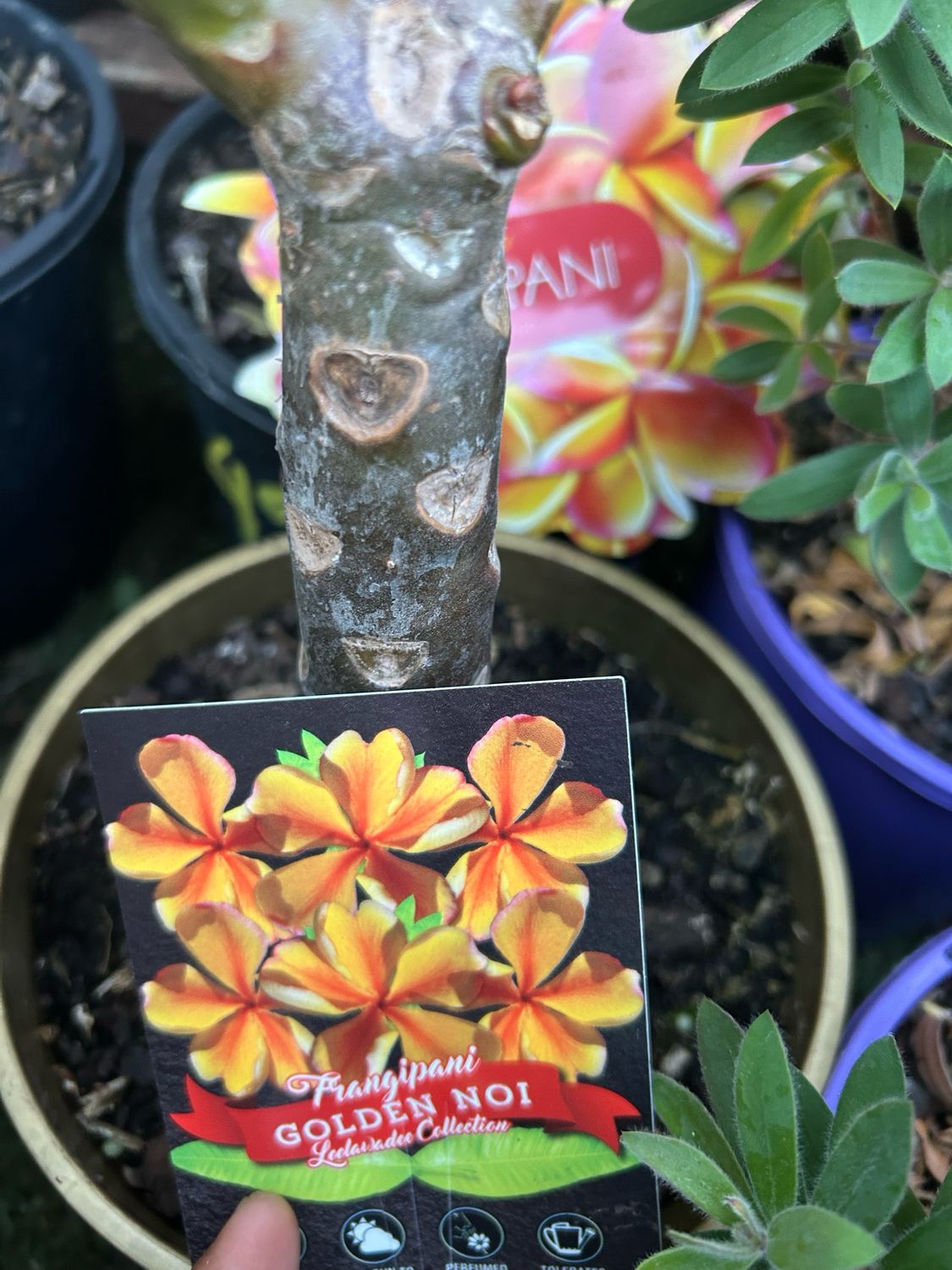 Plumeria Golden Noi 4 L Pot