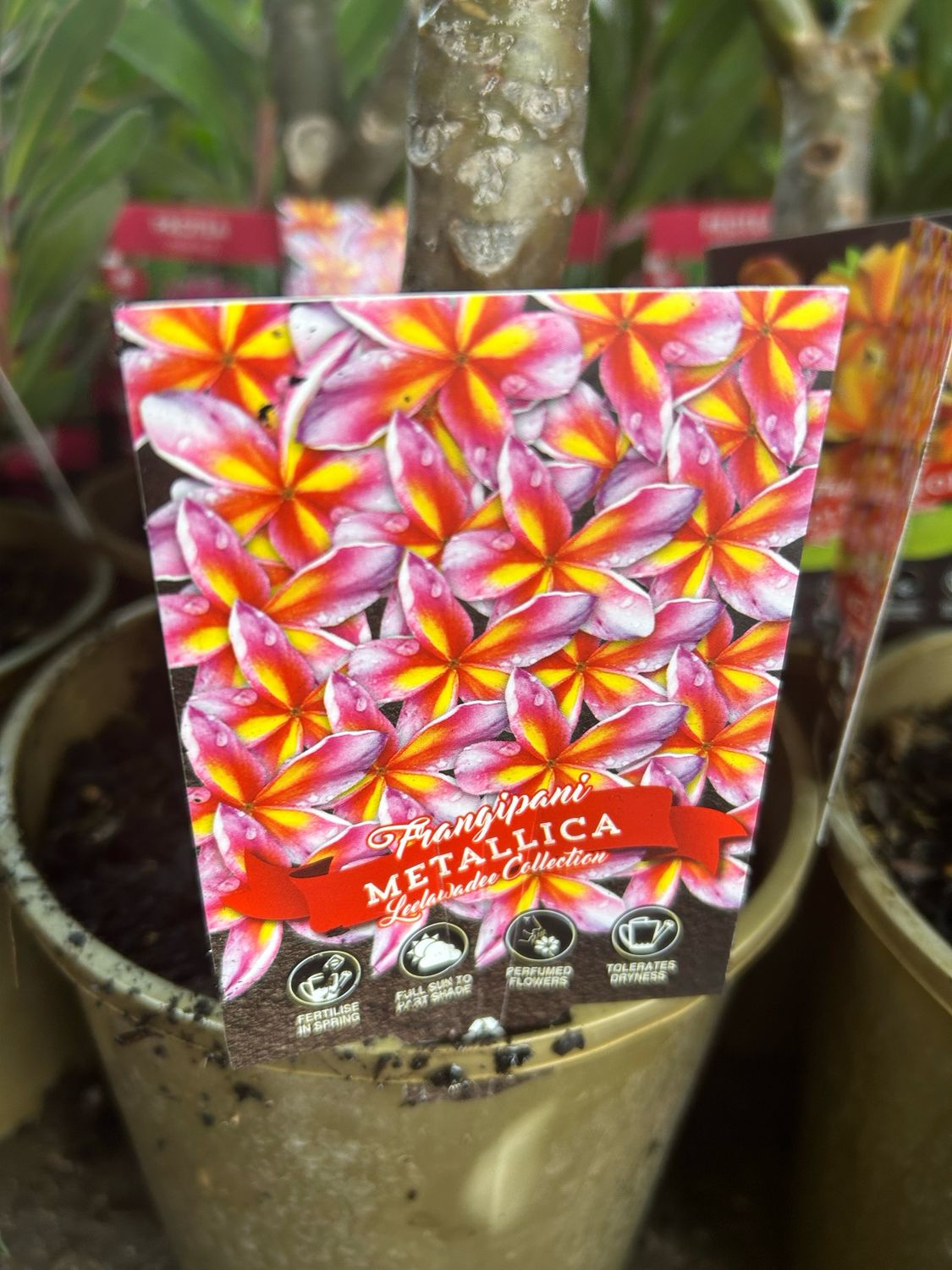 Plumeria Metallica 4 L Pot