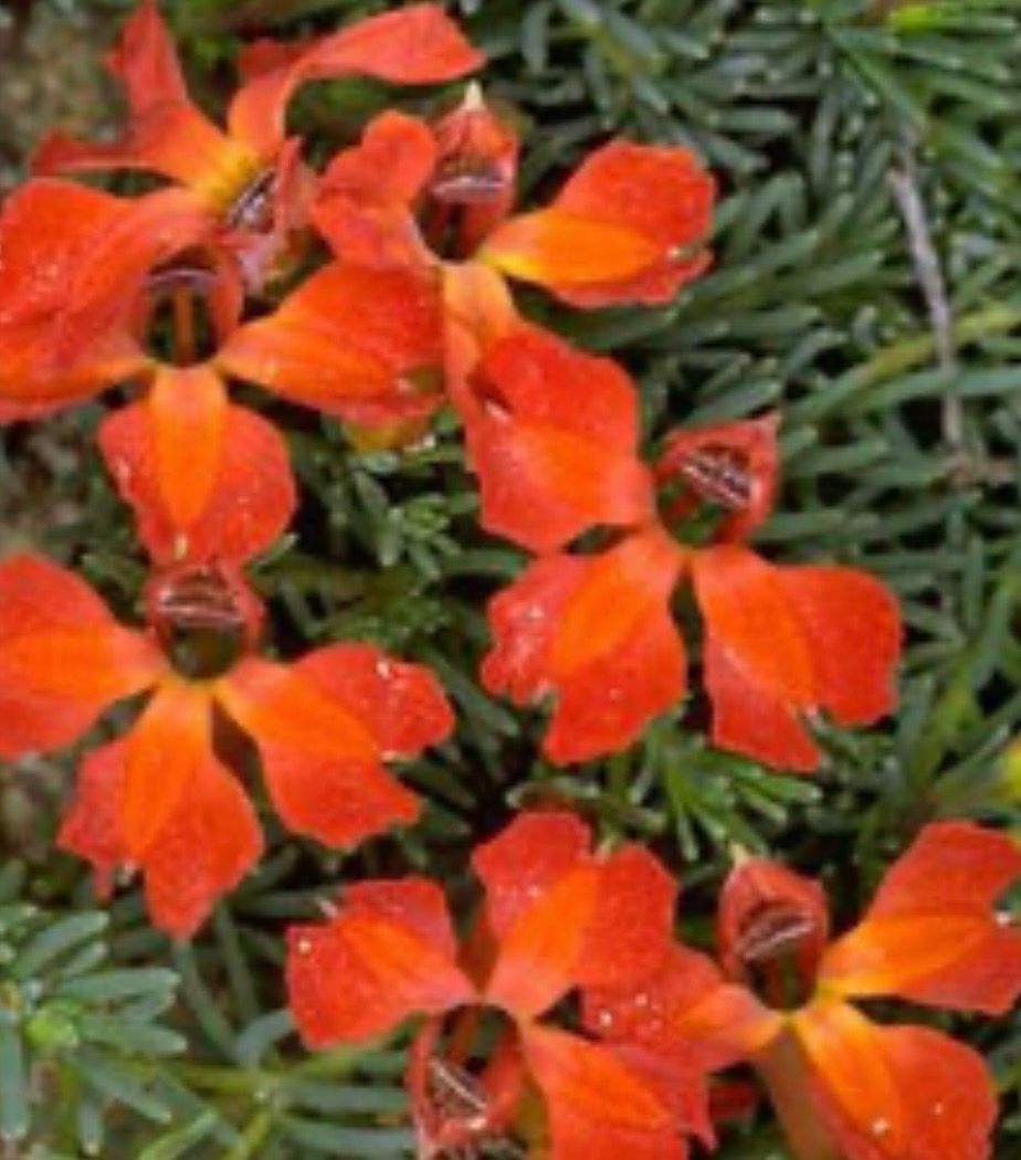 Lechenaultia Formosa Orange