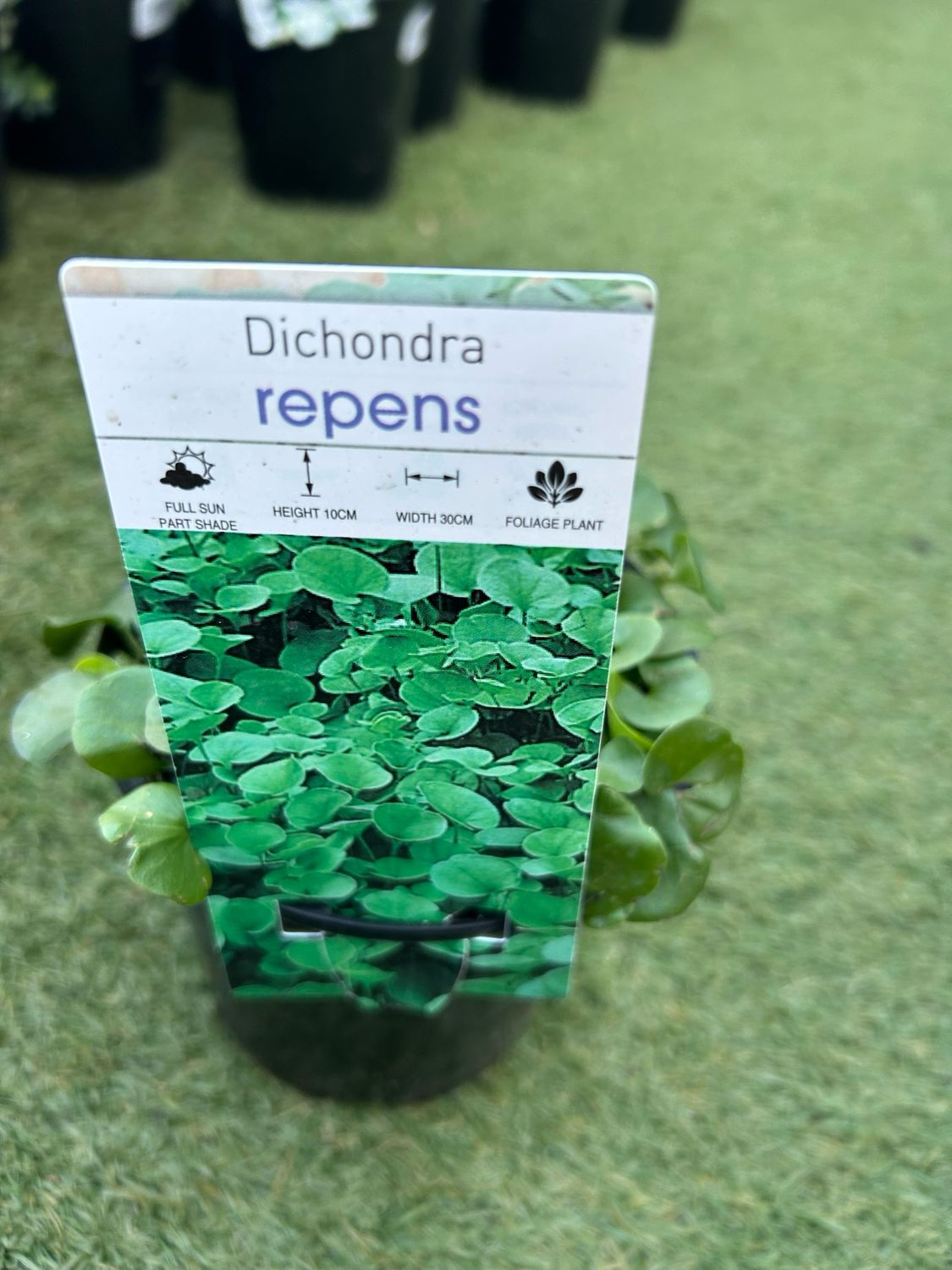 Dicondra Repens 1.4 L Pot Size