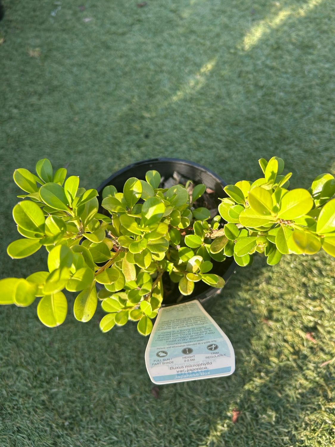 Japanese Boxwood 1.3 L Pot