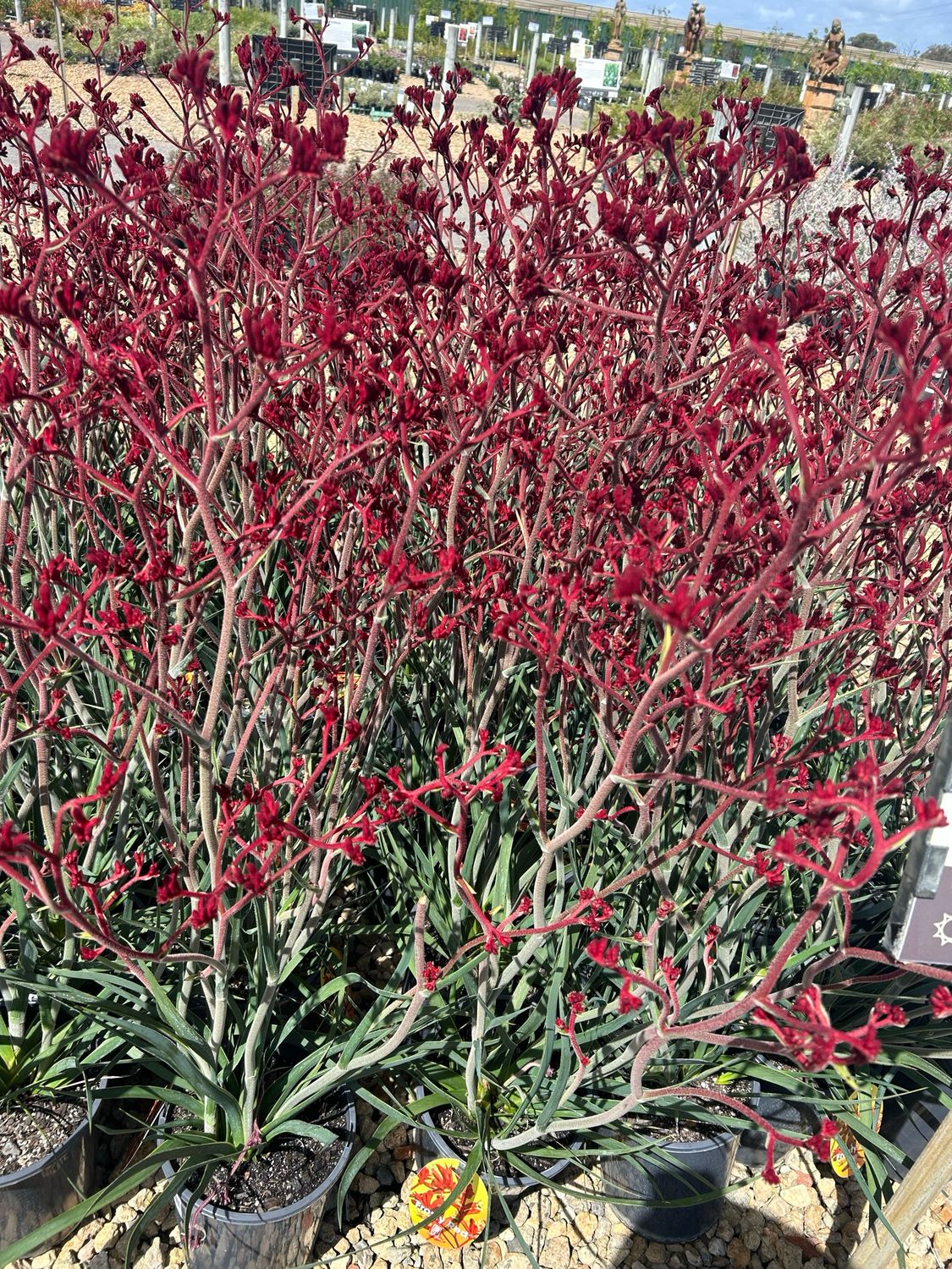 Anigozanthos Frosty Red 5 L Pot Size