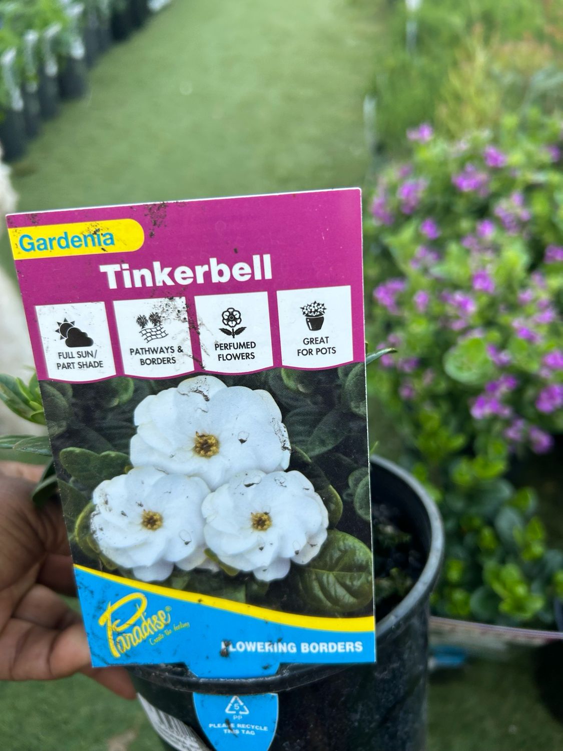 Gardenia Tinkerbell