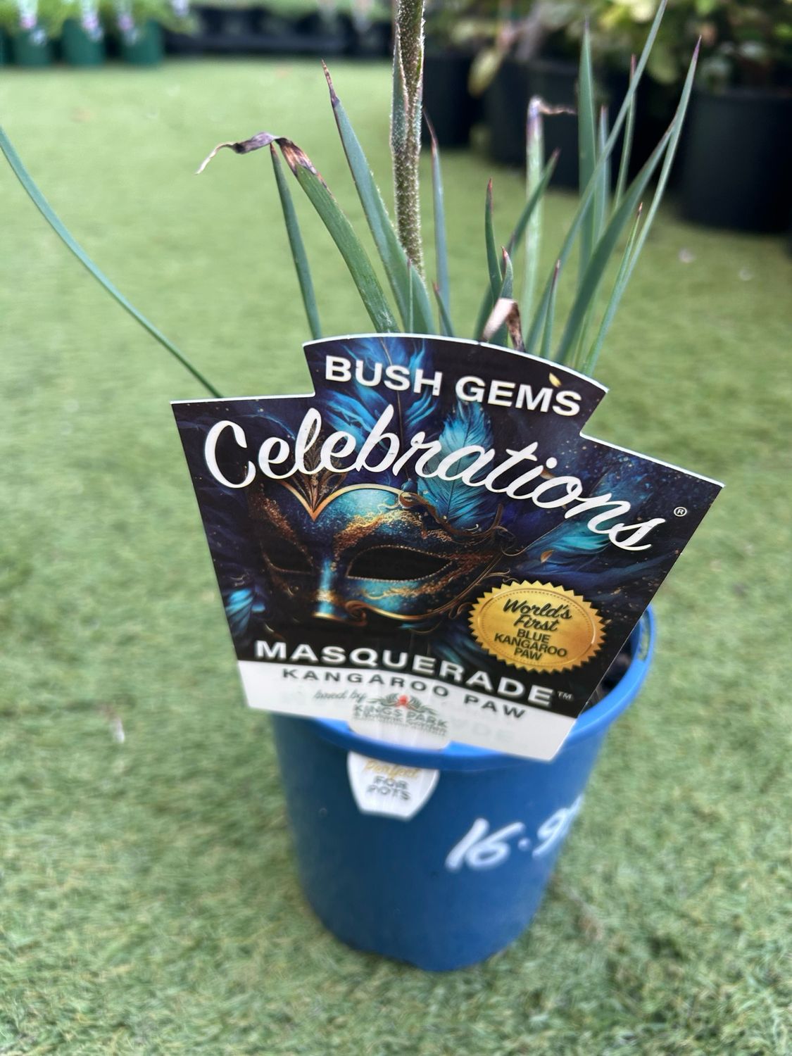 Anigozanthos Celebration Masquerade 1.4 L Pot
