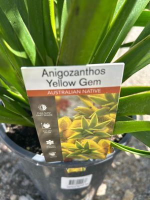 Anigozanthos Yellow Gem 5 L Pot