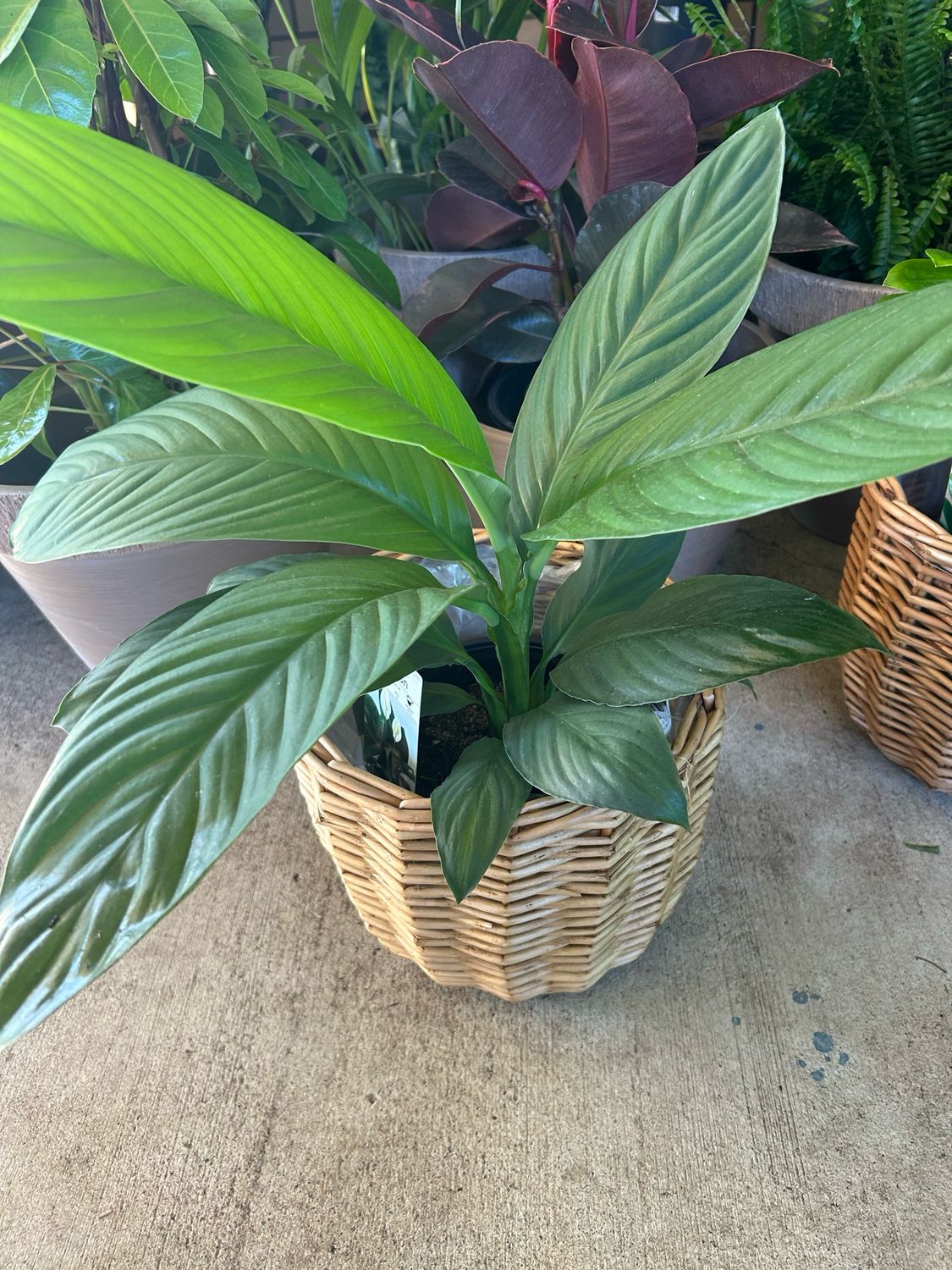 Peace Lily And Basket
