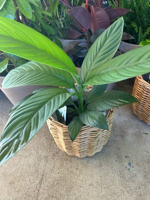 Peace Lily And Basket