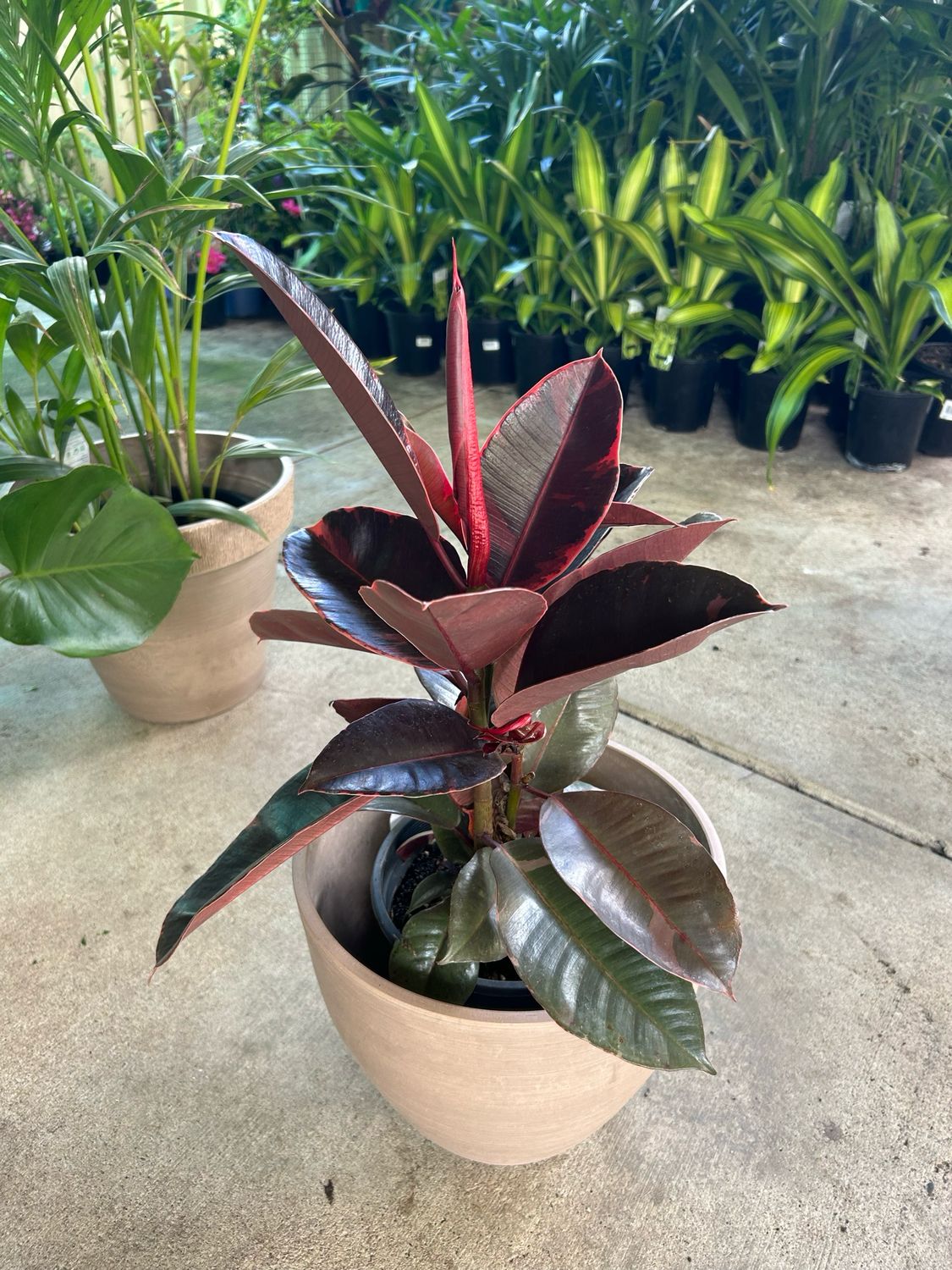 Ficus Rubber N Pot