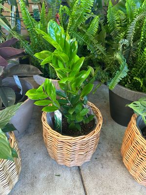 Zz Plant And Pot