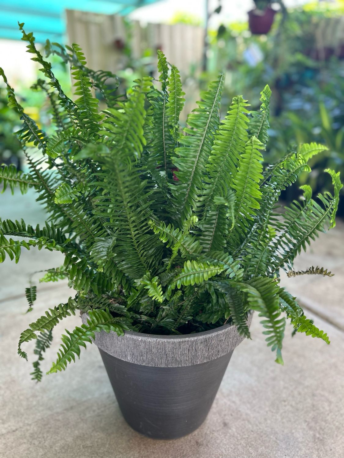 Fern And Pot