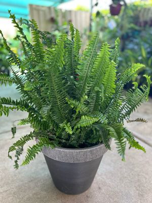 Fern And Pot