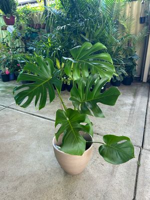 Monstera And Pot