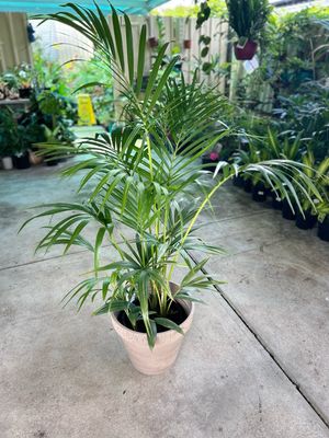 Large Kentia N Pot