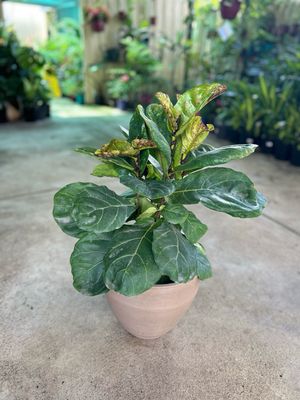 Ficus Lyrata And Pot