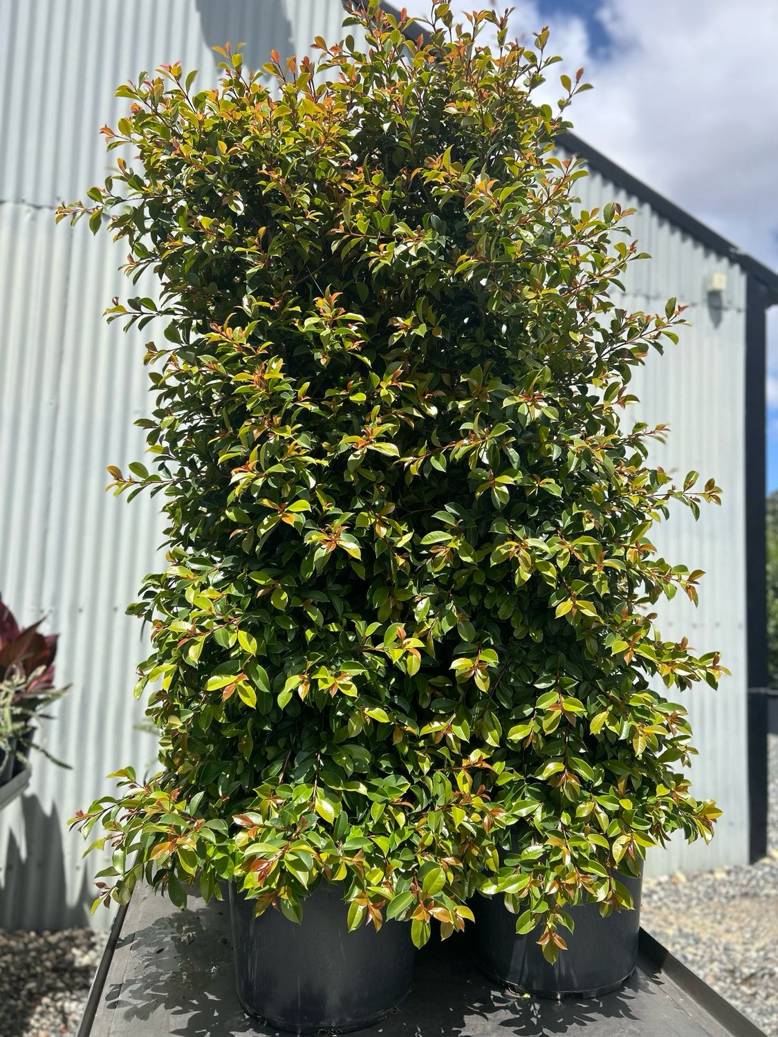 Syzygium Green Machine 40 L Pot