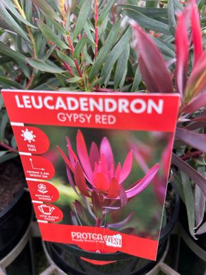 Leucadendron Gypsy 1.4 L Pot