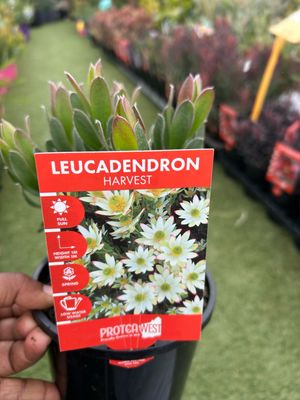 Leucadendron Harvest 1.4 L Pot
