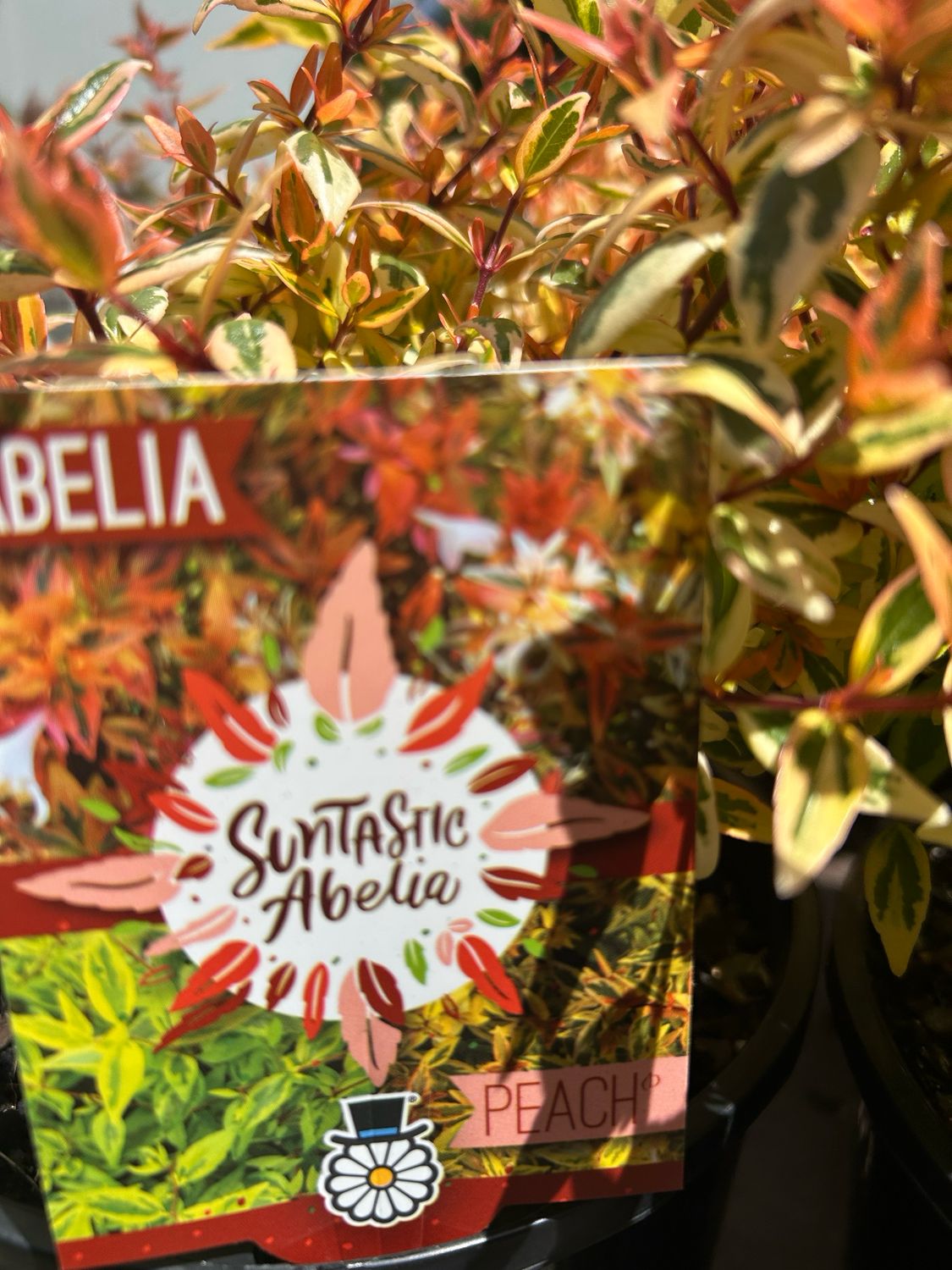 Abelia Syntactic Peach 4 L Pot Size