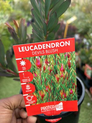 Leucadendron Devils Blush 1.4 L Pot