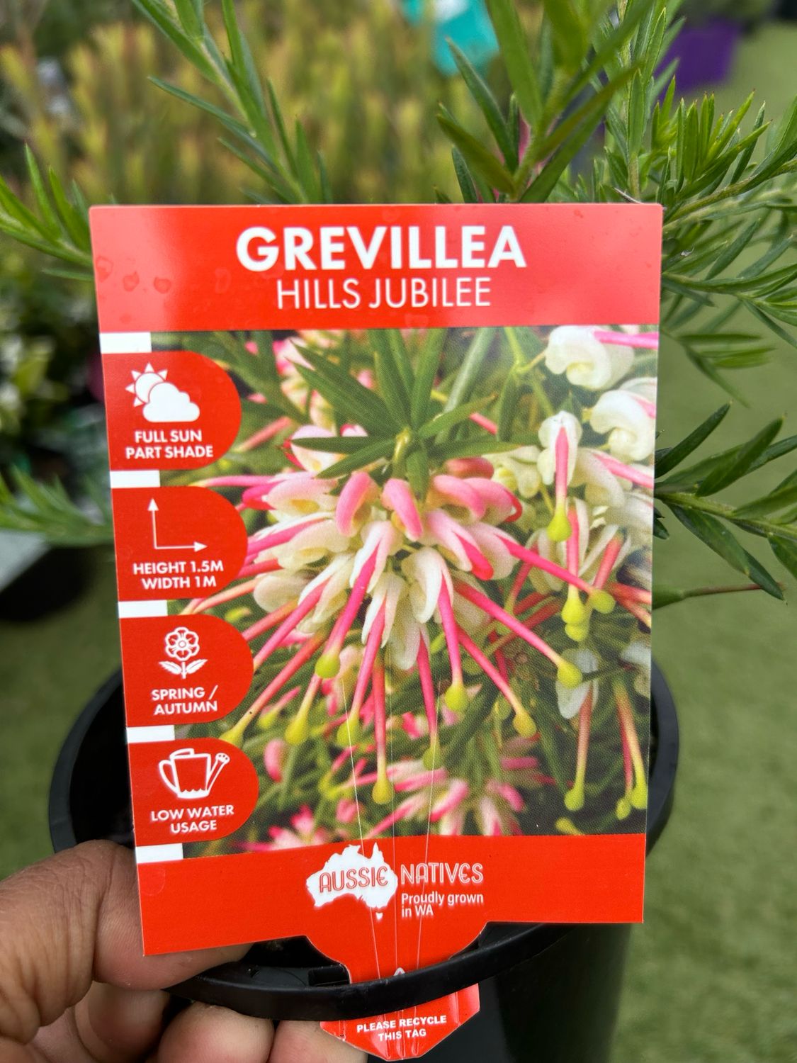 Grevillea Hills Jubilee 1.4 L Pot