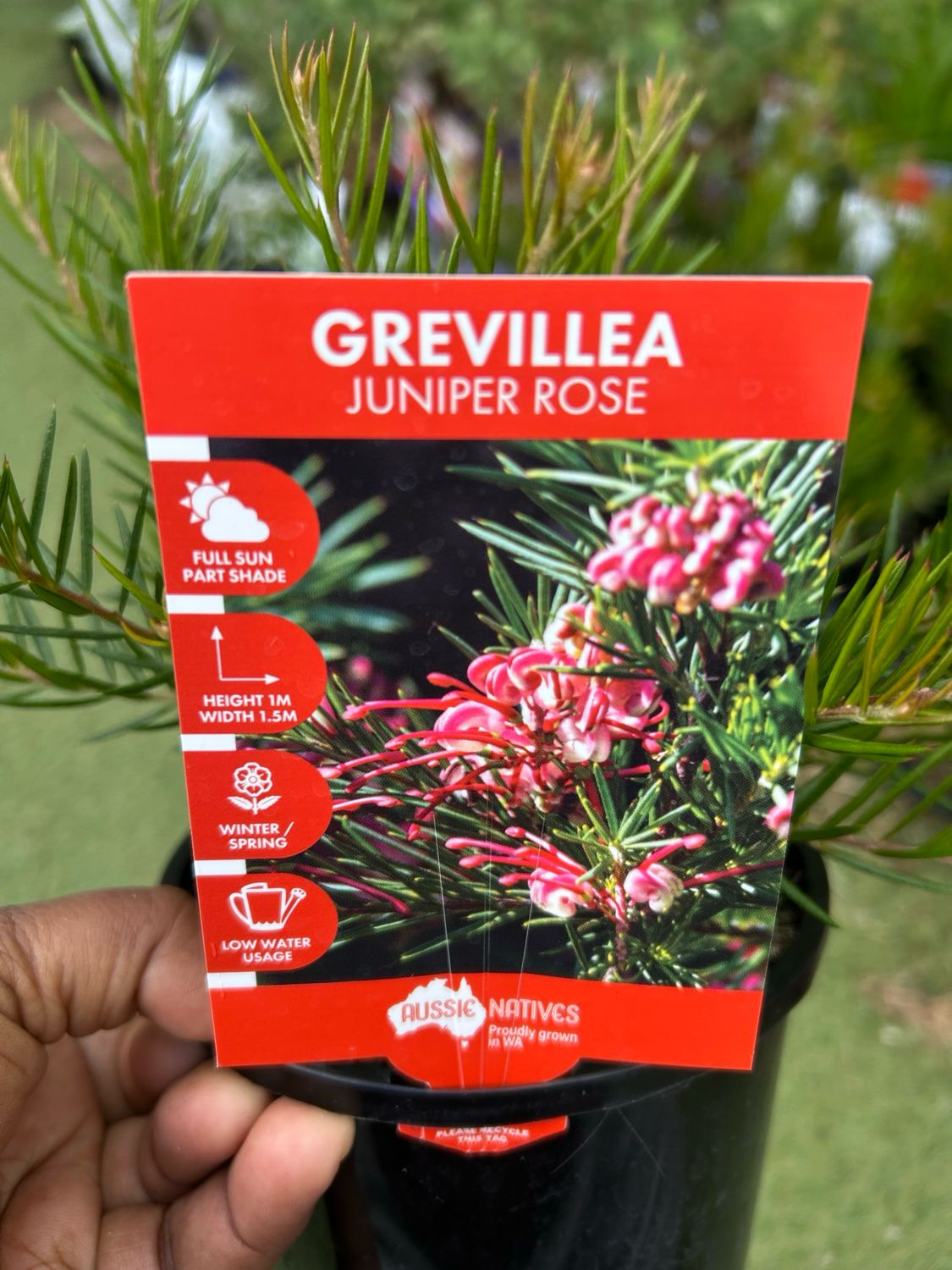 Grevillea Juniper Rose 1.4 L Pot