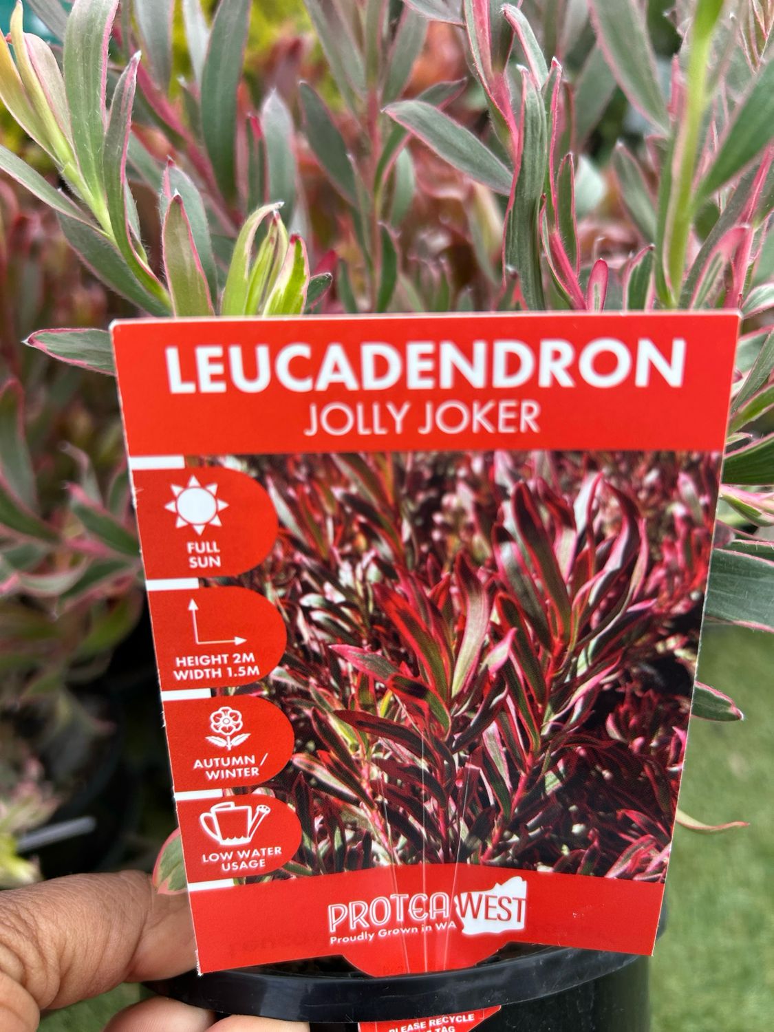 Leucadendron Jolly Joker 1.4 L Pot
