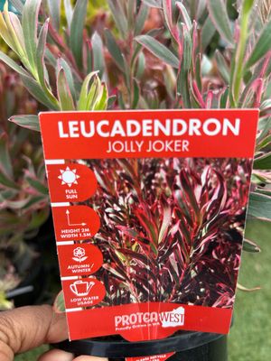 Leucadendron Jolly Joker 1.4 L Pot