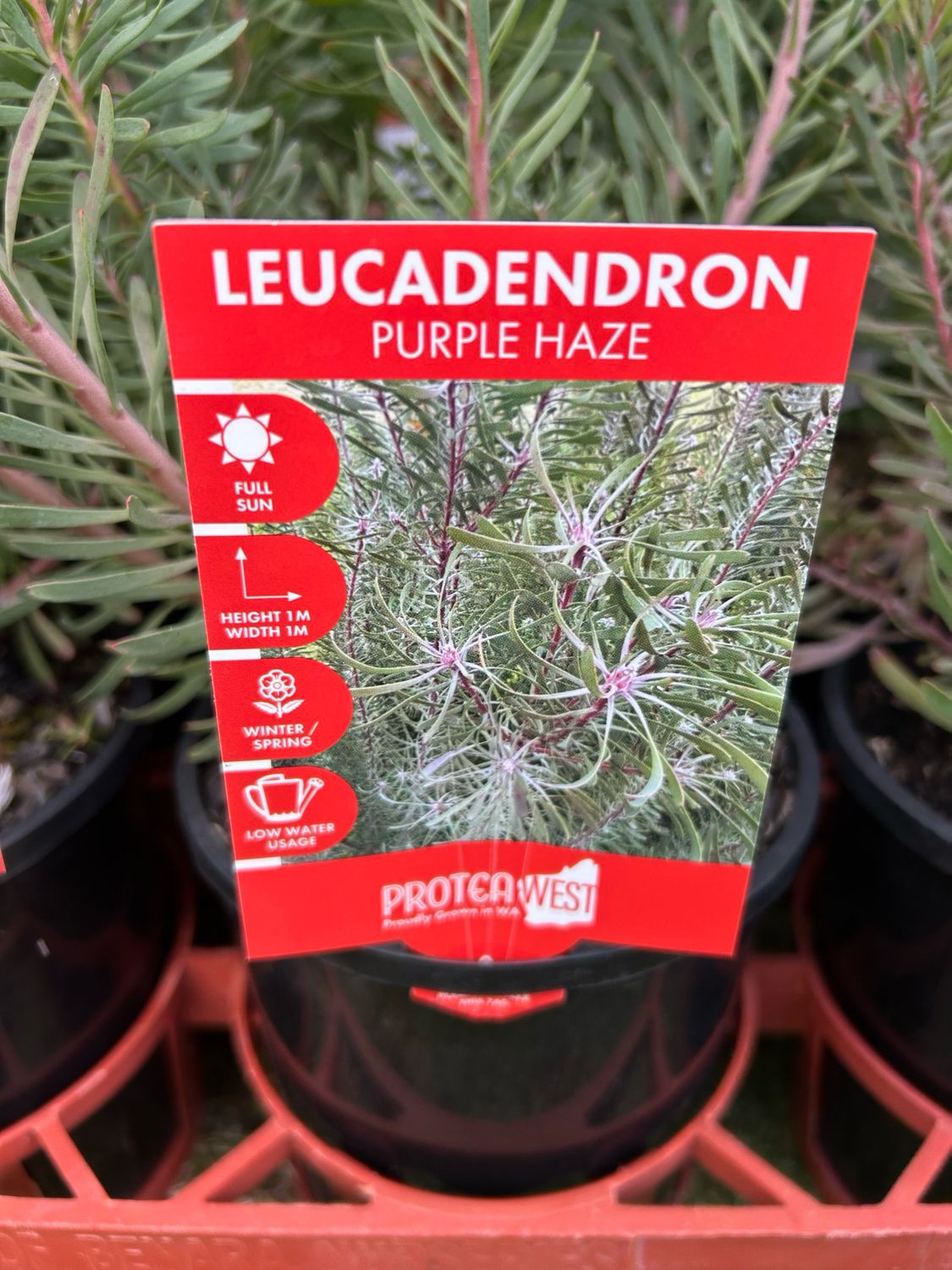 Leucadendron Purple Haze 1.4 L Pot