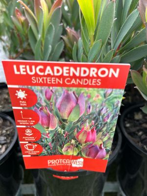 Leucadendron Six Candle 1.4 L Pot