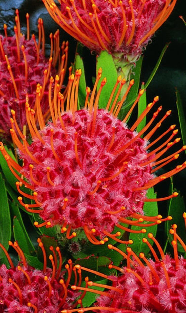 Leucospermum Scarlet Ribbon Tube Stock
