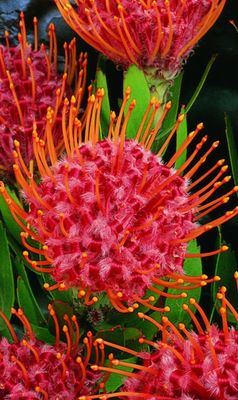 Leucospermum Scarlet Ribbon Tube Stock