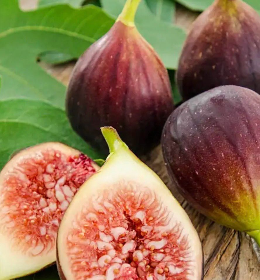 Brown Turkey Fig 5 L Pot