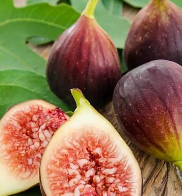 Brown Turkey Fig 5 L Pot