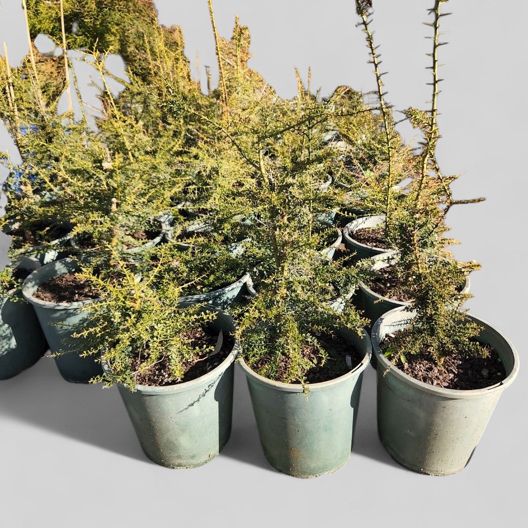 Finger Lime Pink Ice 5 L Pot