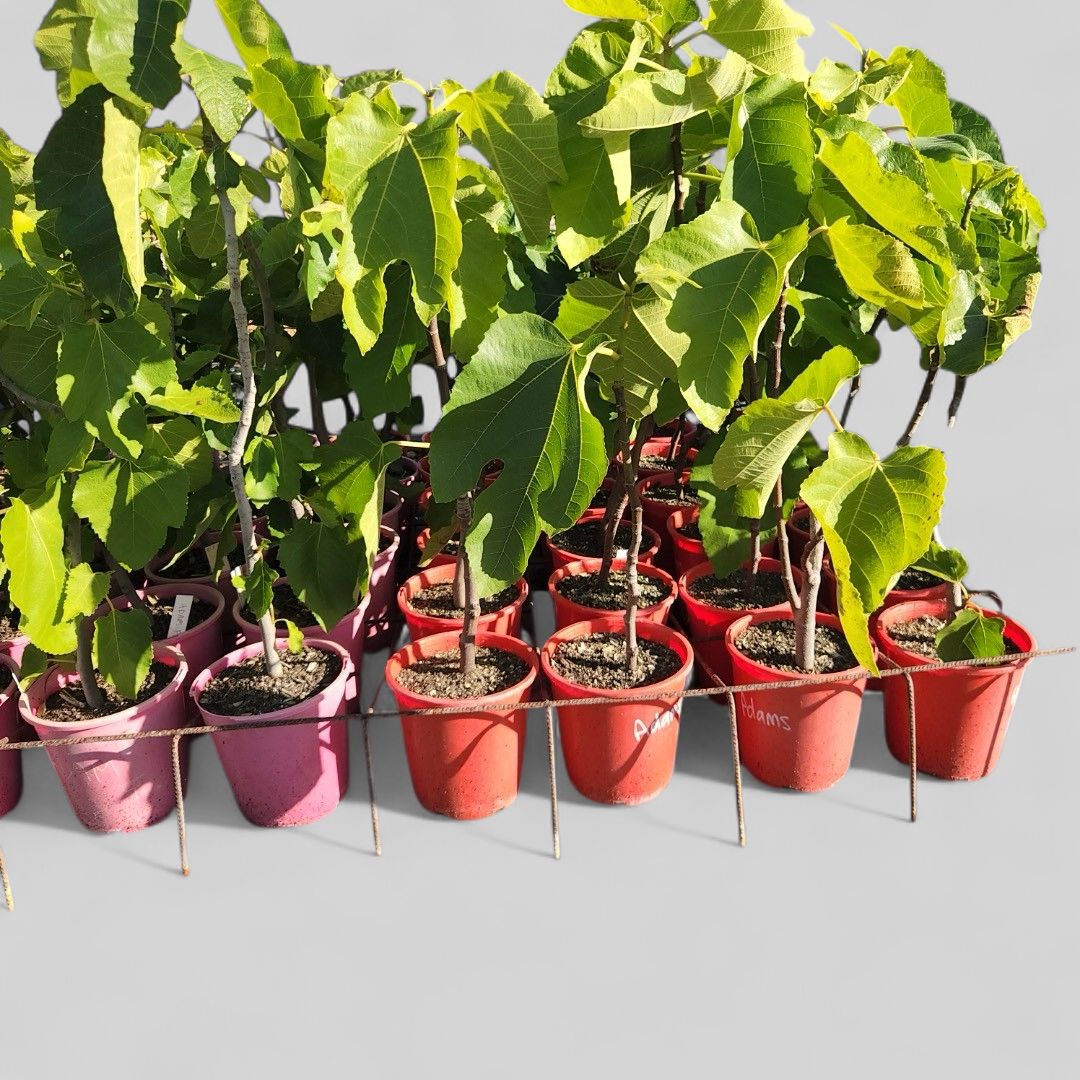 Adam Figs 5 L Pot Size