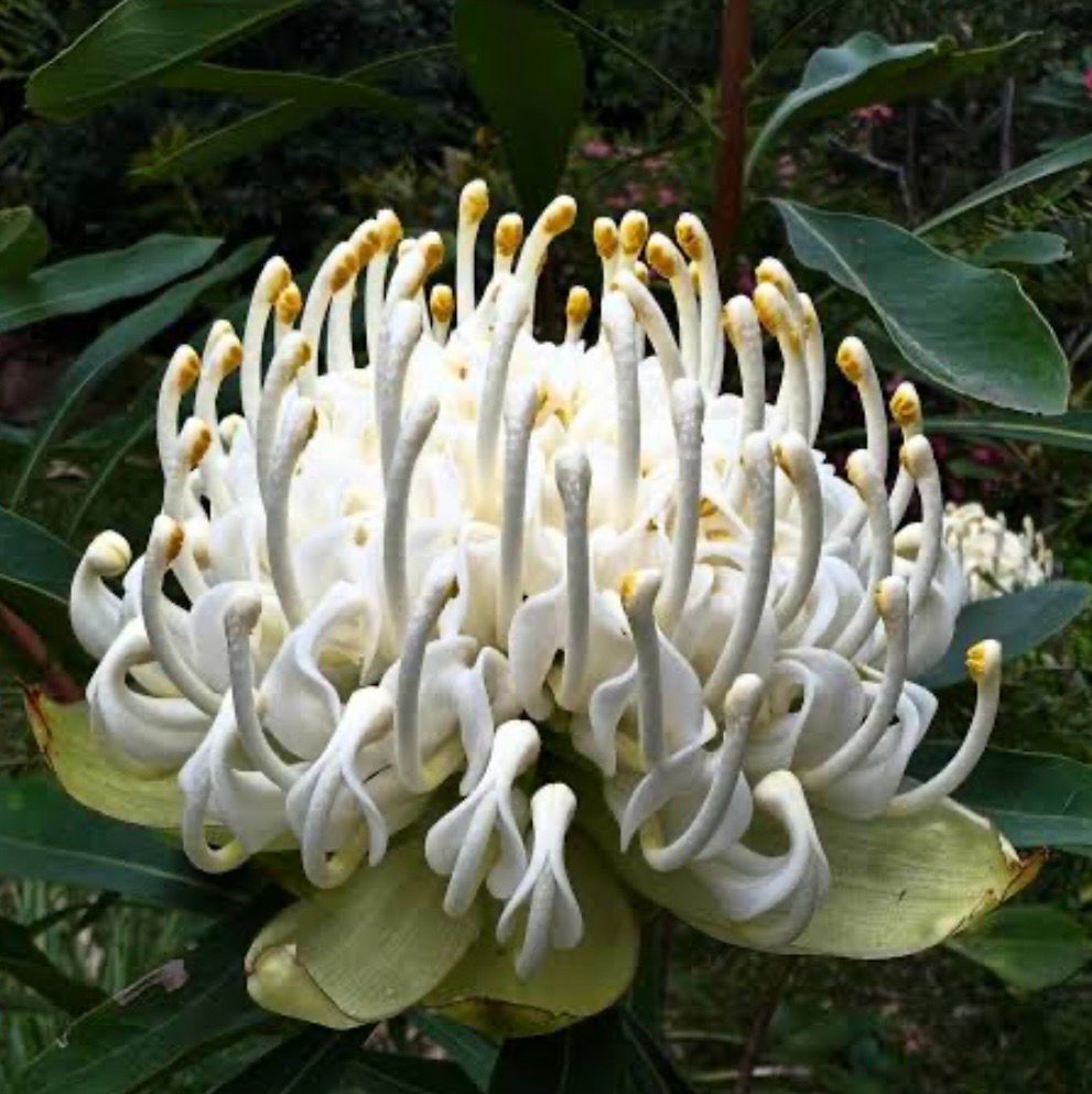 White Waratah 5 L Pot Size