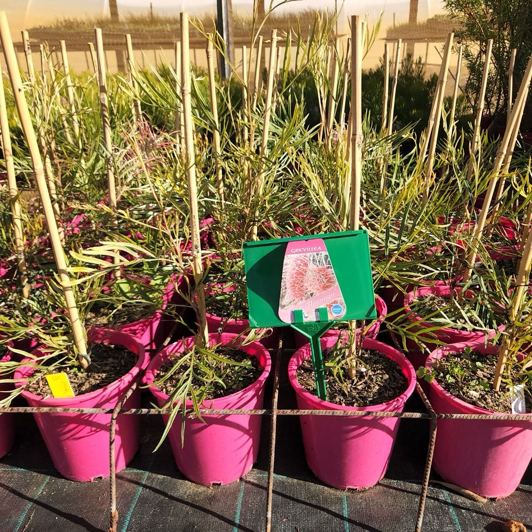 Grevillea Pink Flamingo 5 L Pot