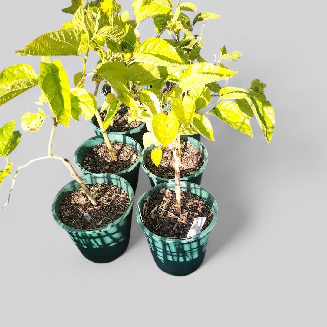 English Mulberry 5 L Pot