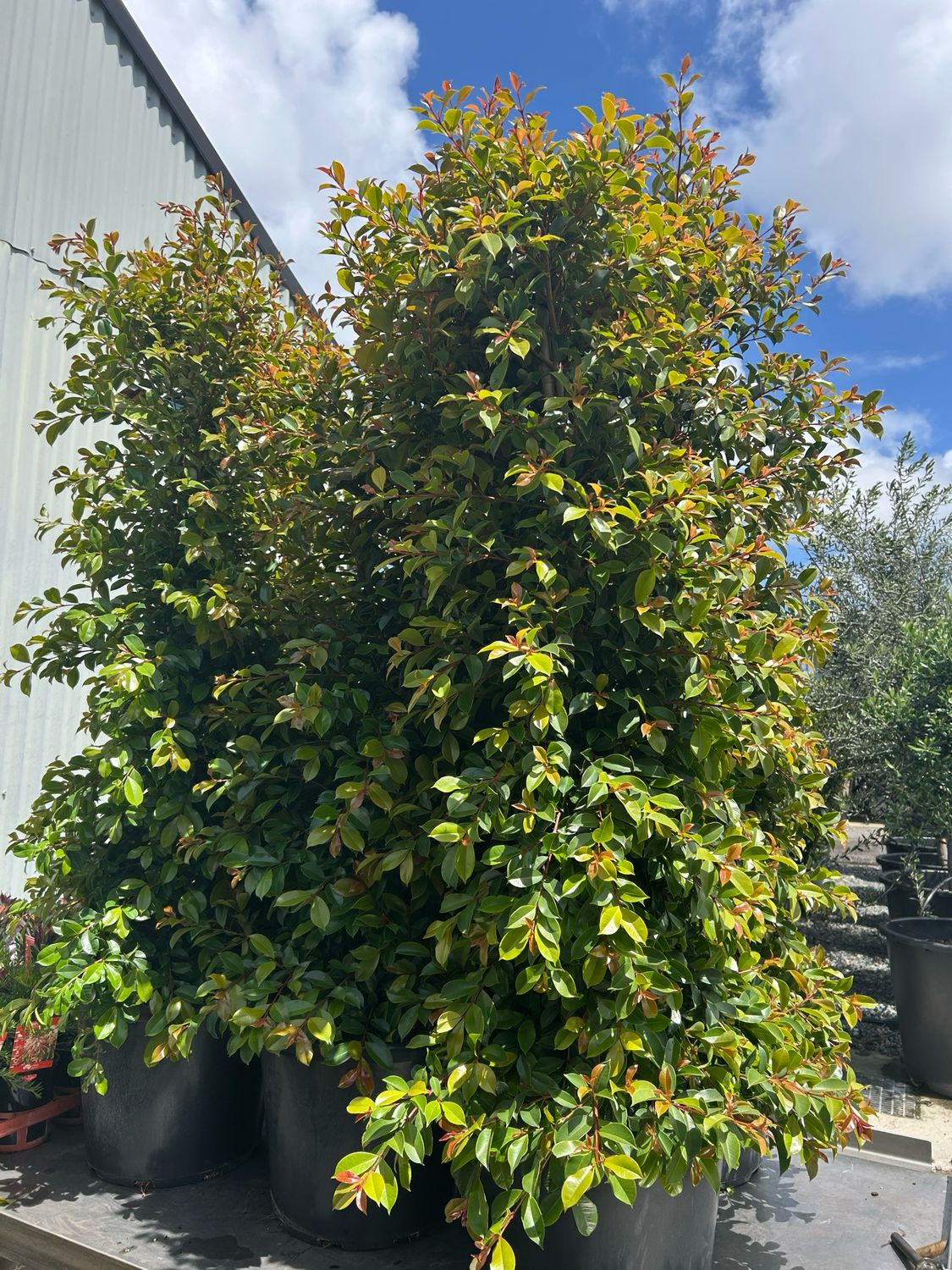 Syzygium Cherry Bomb 40 L Pot Size