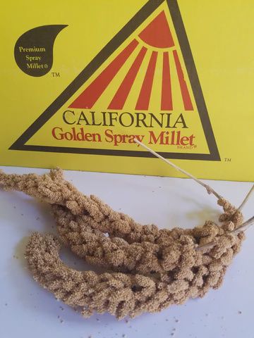California Spray Millet, Size: 25lb