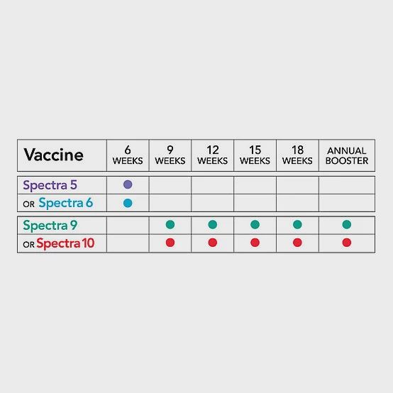 Durvet Canine Spectra 5 - (Box of 25)